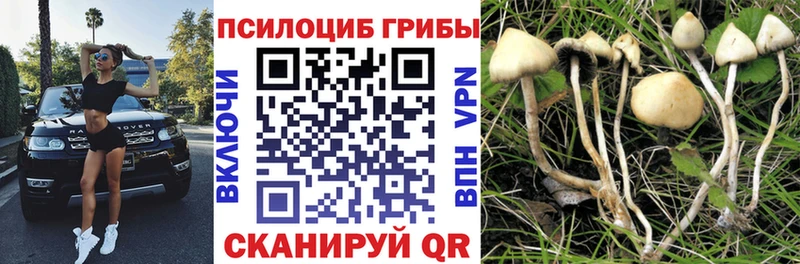 MEGA зеркало  Краснознаменск  это какой сайт  Псилоцибиновые грибы мухоморы 