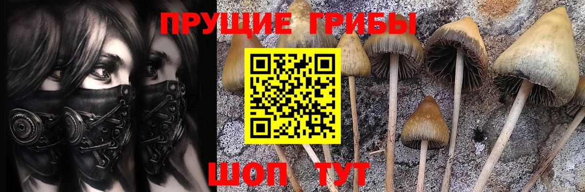 Псилоцибиновые грибы Psilocybe  даркнет сайт  Краснознаменск 